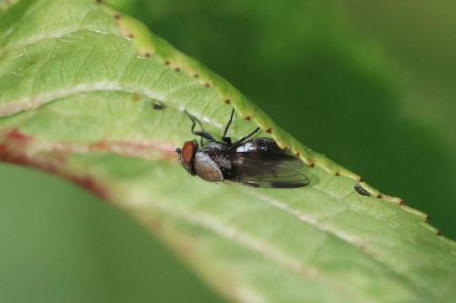 Réf. 294 049 : Milichia speciosa