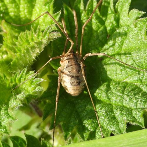 Réf. 294 095 : Phalangium opilio