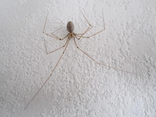 Réf. 295 925 : Pholcus phalangioides