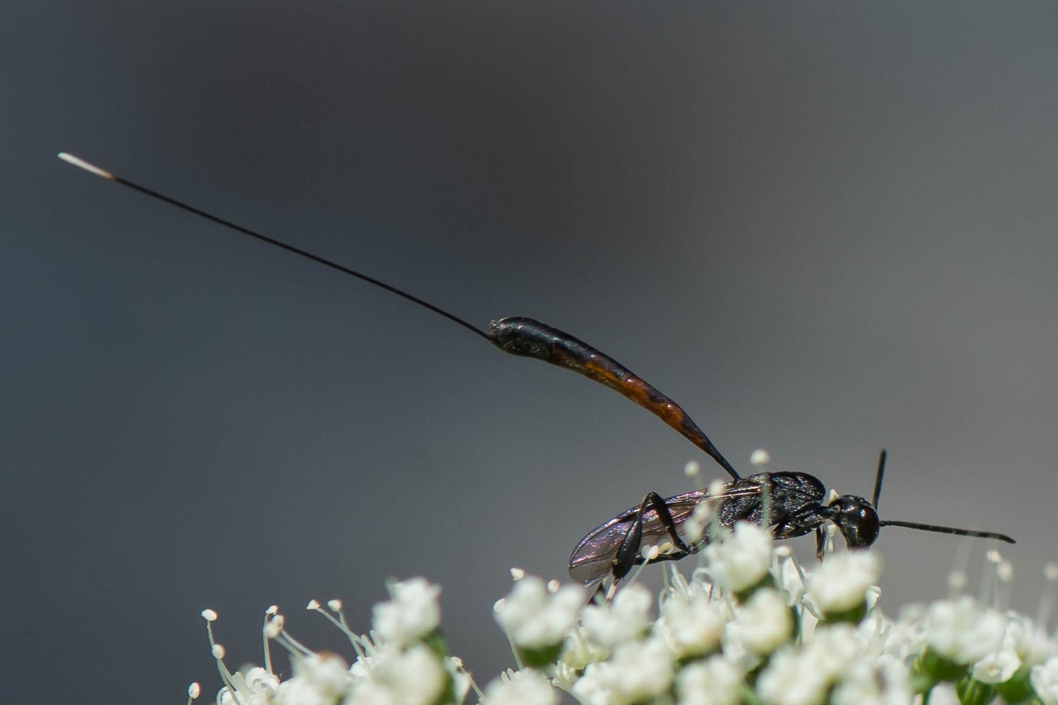 Bernard Saquet - Gasteruption sp. - réf. 295322 (1500 x 1000 pixels, 109 ko)