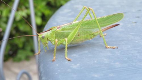 Tettigonia viridissima