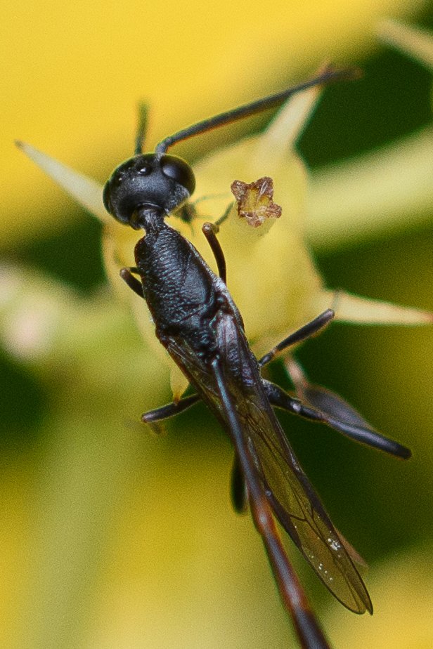 Didier Houbrechts - Gasteruption jaculator - réf. 296415 (616 x 924 pixels, 116 ko)