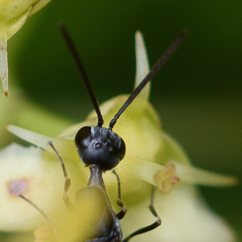 Didier Houbrechts - Gasteruption jaculator - réf. 296414 (792 x 792 pixels, 112 ko)