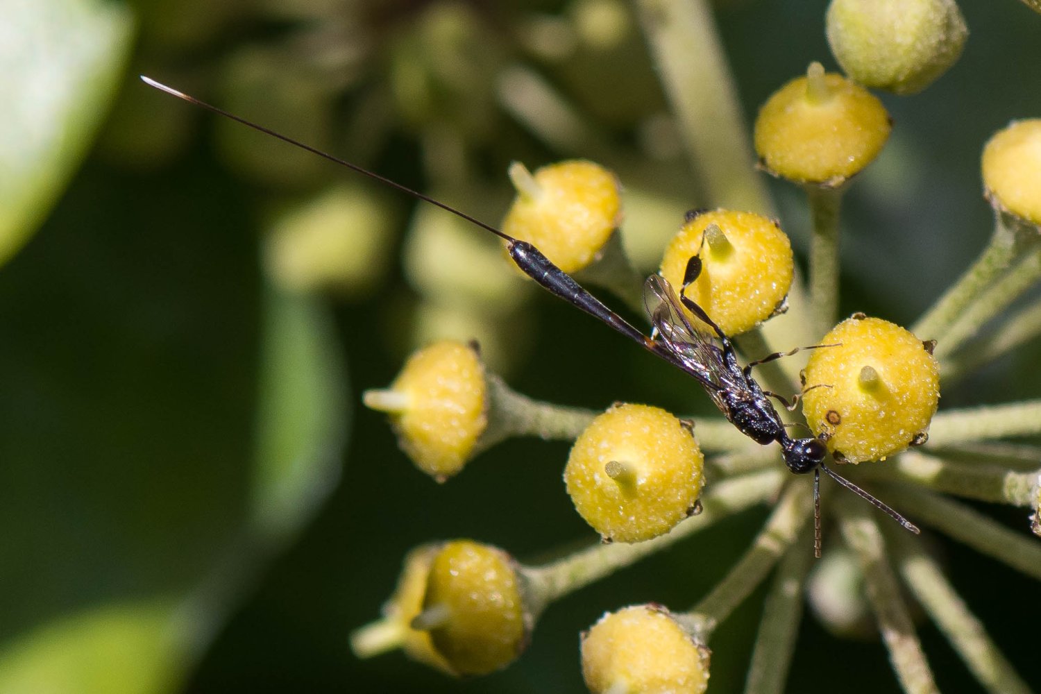 Bernard Saquet - Gasteruption sp. - réf. 296336 (1500 x 1000 pixels, 172 ko)