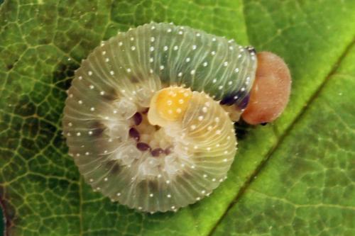 Emphytus basalis