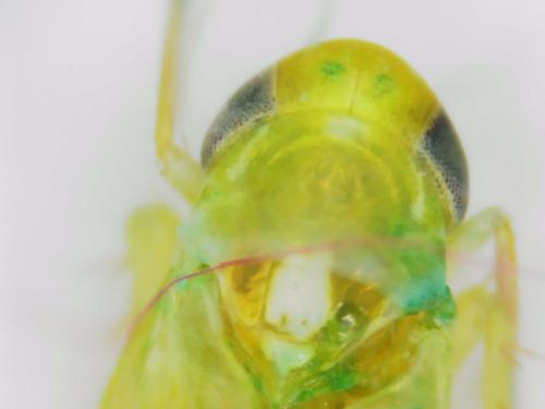Réf. 297 123 : Typhlocybinae inconnu