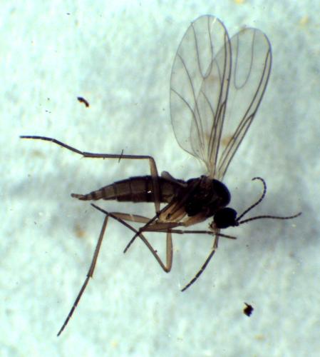 Réf. 297 078 : Bradysia sp.