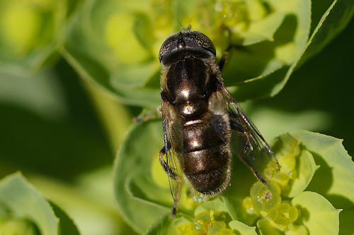 Eristalinus aeneus
