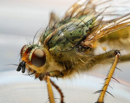 Réf. 298 402 : Scathophaga stercoraria