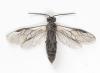 299734 – Photo : Alexander Boldyrev – Russie