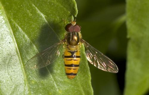 Réf. 3 189 : Episyrphus balteatus