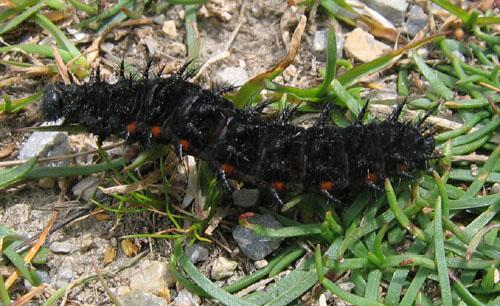Réf. 3 040 : Argynnis aglaja