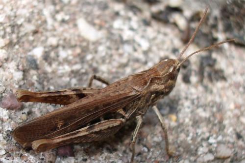 Réf. 3 483 : Chorthippus sp.