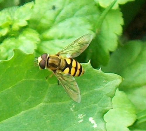 Réf. 3 811 : Eupeodes corollae