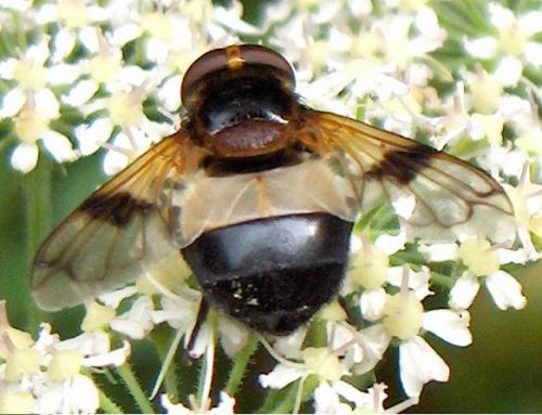 Réf. 3 651 : Volucella pellucens