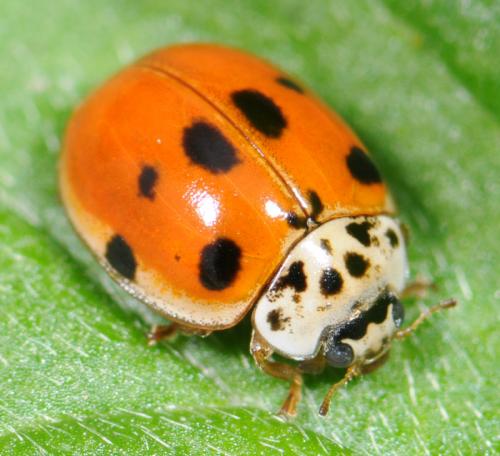 Réf. 30 280 : Adalia decempunctata