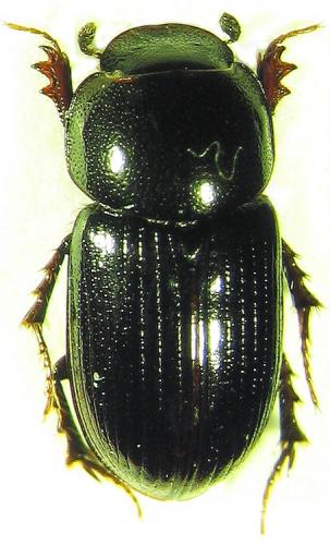Réf. 30 815 : Neagolius haroldi