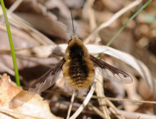 Réf. 30 000 : Bombylius major