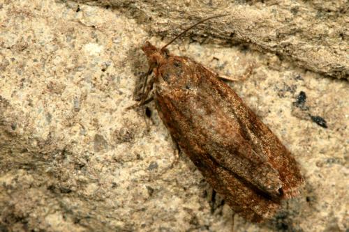 Celypha striana