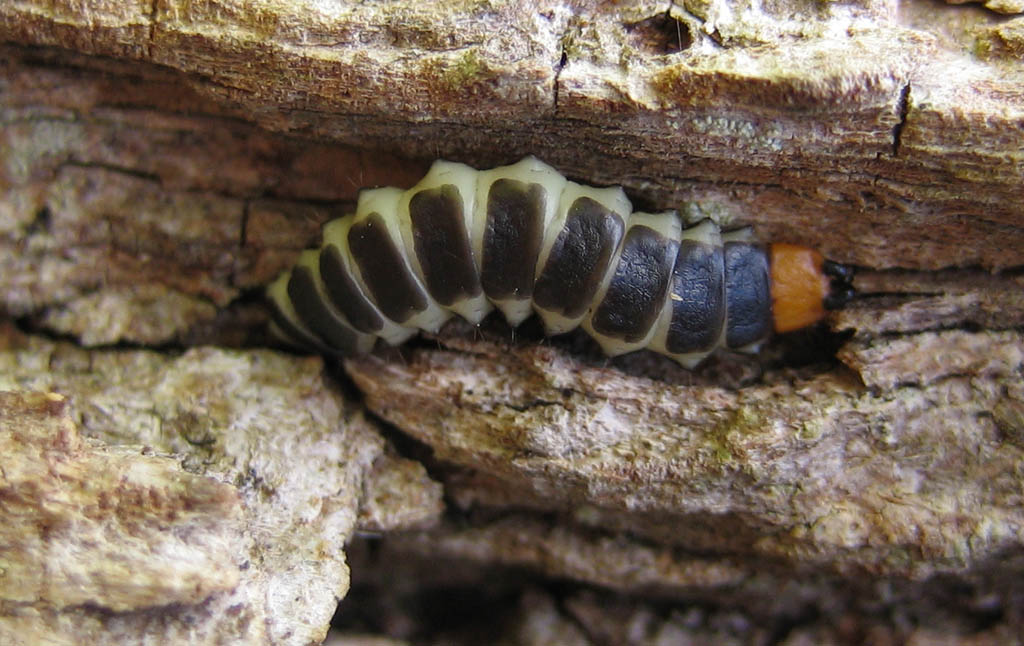 Cecile Bassaglia - Lygistopterus sanguineus - réf. 30631 (1024 x 646 pixels, 162 ko)