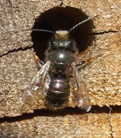 Réf. 300 106 : Osmia cornuta
