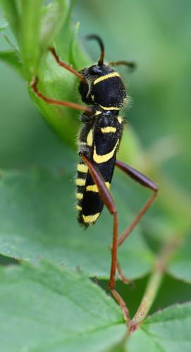 Clytus arietis