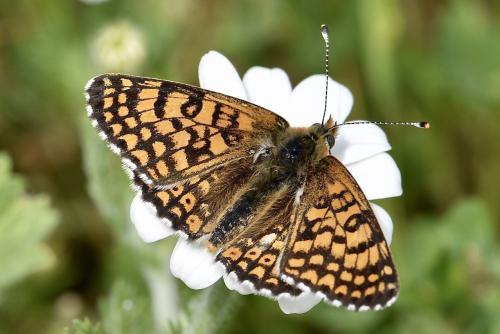 Melitaea cinxia