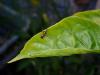 301363 – Photo : DL – Thaïlande