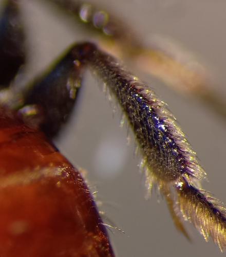 Sphecodes sp.