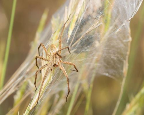 Réf. 302 733 : Pisaura mirabilis