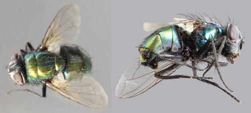 Réf. 302 380 : Lucilia sericata