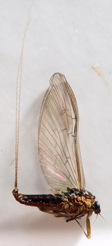 Baetis sp.