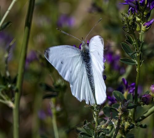 Pieris rapae