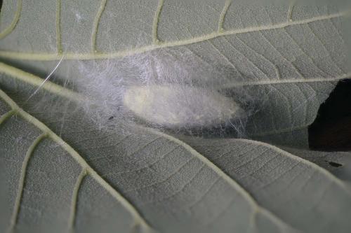 Réf. 304 228 : Malacosoma neustria