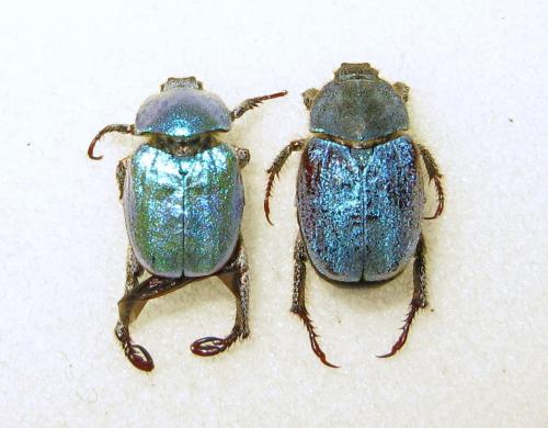 Réf. 304 165 : Hoplia coerulea