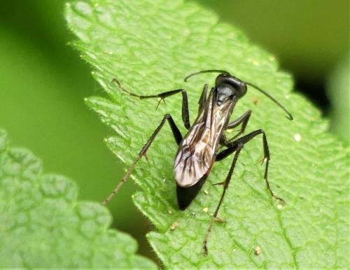Réf. 304 996 : Priocnemis sp.