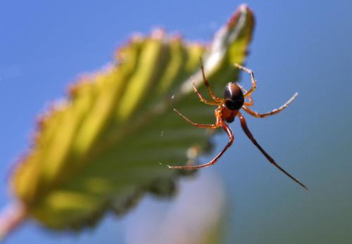 Réf. 304 595 : Parasteatoda sp.