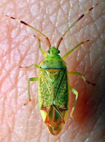 Réf. 304 770 : Pantilius tunicatus