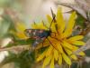 304681 – Photo : BourrinOman – France (83)