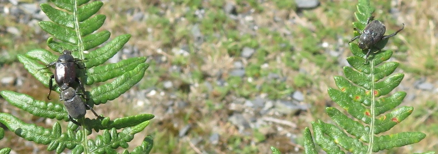 oss007 - Hoplia (Decamera) philanthus - réf. 304917 (1500 x 529 pixels, 161 ko)