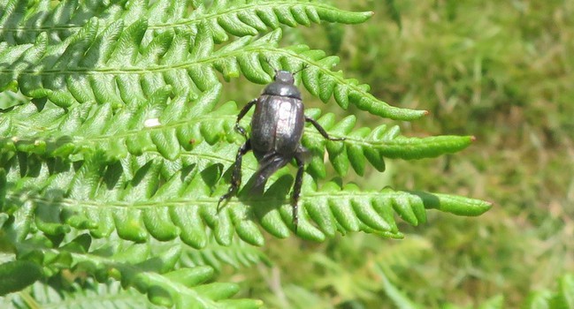 oss007 - Hoplia (Decamera) philanthus - réf. 304963 (649 x 350 pixels, 110 ko)