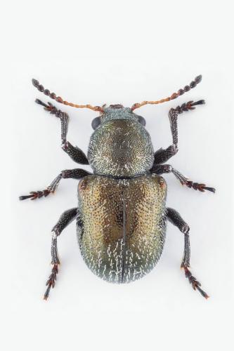 Macrocoma rubripes
