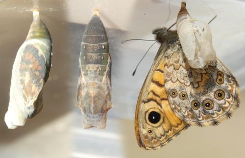 Réf. 306 291 : Lasiommata megera