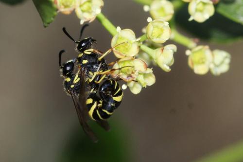 Réf. 306 507 : Eumenes sp.