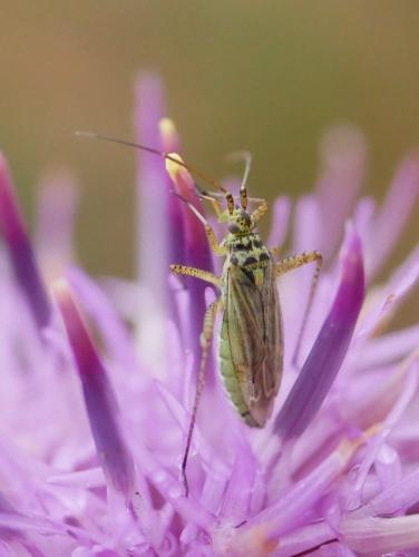 Réf. 307 796 : Oncotylus viridiflavus
