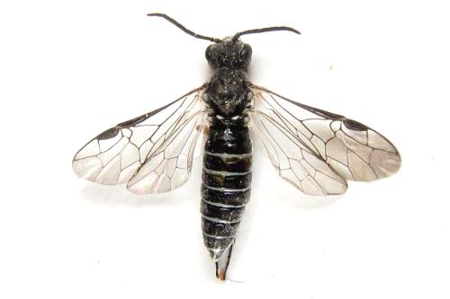 Loderus vestigialis