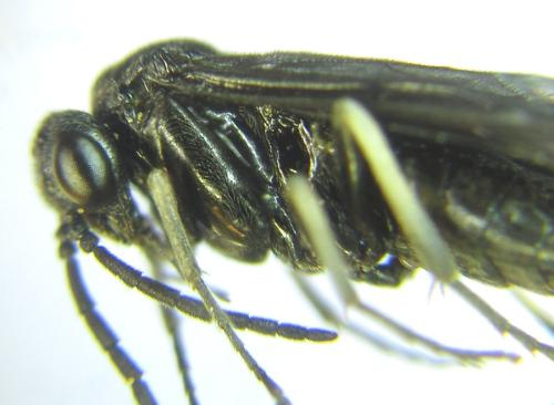 Réf. 308 969 : Birka cinereipes