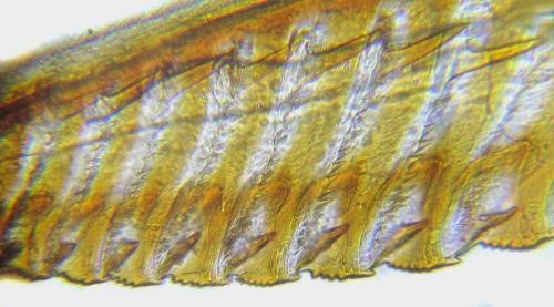 Réf. 308 883 : Oncodolerus eversmanni