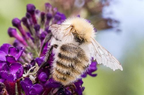 Bombus pascuorum