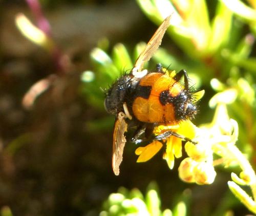 Réf. 308 530 : Nowickia sp.